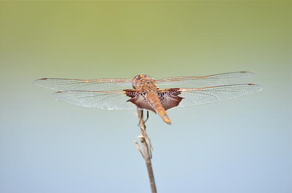 Fly Away Photograph
