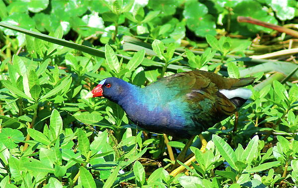 Purple Gallinule Photograph